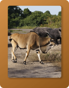 7-Day Pink Lake To Bandia Tour - Day 7 at Bandia Reserve